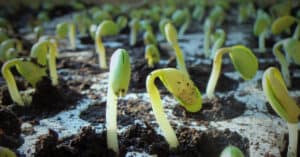 Report image of green shoots for plant protein growing